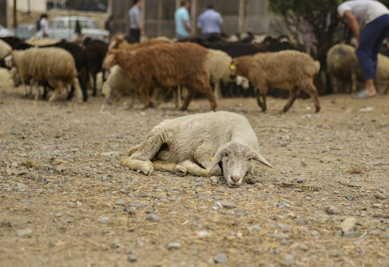 AQTA Qurban bayramı ilə əlaqədar əhaliyə çağırış edib