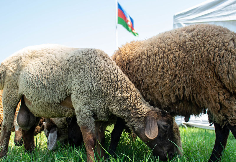 Azərbaycanda Qurban bayramı namazının vaxtı açıqlanıb