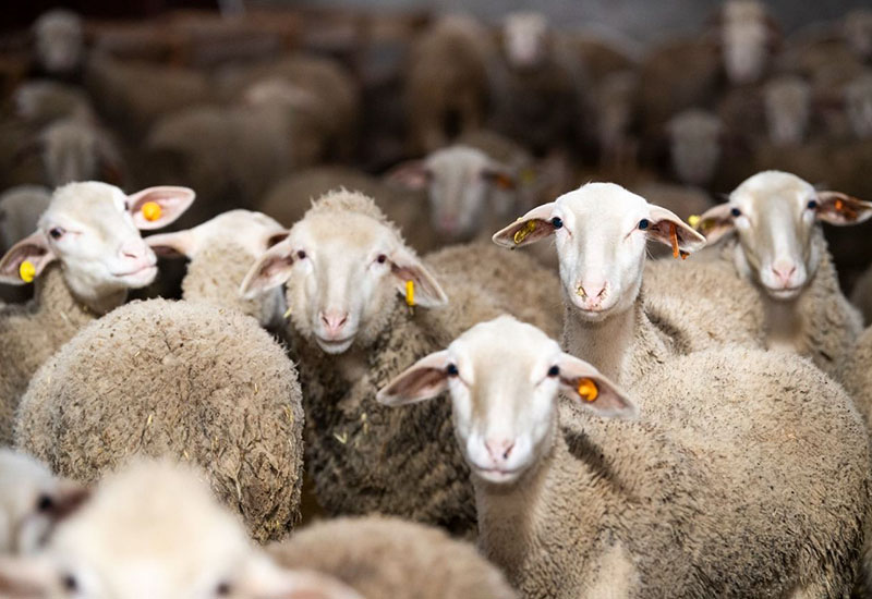 Qurban bayramının ƏMƏLLƏRİ