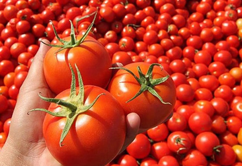 Rusiya Azərbaycandan pomidor idxalına qoyduğu qadağanı yumşaldır