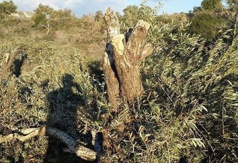 Terrorçular Suriyada ekoloji terror törətdilər