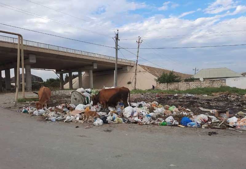 Zibilliyə görə icra hakiminin müavini cəzalandırıldı